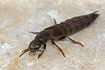 ocypus-aeneocephalus3-foto-rindlisbacher