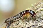 ocypus-sp-larva-foto-swadzba