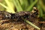 ontholestes-murinus-foto-kozlowski