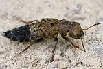 ontholestes-tessellatus-foto-bittner