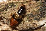 oxyporus-maxillosus-foto-koehler