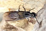 philonthus-tenuicornis-foto-dvorak