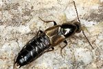 philonthus-tenuicornis2-foto-altmann