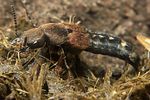 platydracus-chalcocephalus2-foto-koehler