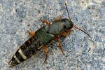 platydracus-fulvipes-foto-swadzba