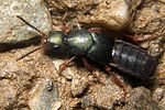 platydracus-fulvipes2-foto-koehler