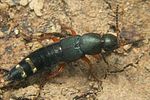 platydracus-fulvipes3-foto-koehler