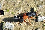 platydracus-stercorarius-foto-wmueller