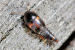 sepedophilus-bipunctatus-foto-keresztes
