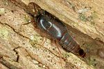 sepedophilus-testaceus-foto-altmann