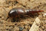 sepedophilus-testaceus-foto-koehler