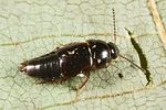 tachinus-laticollis3-foto-altmann