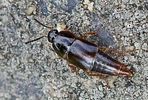 tachinus-pallipes-foto-rindlisbacher