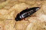tachinus-pallipes-male-foto-altmann