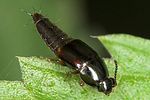 tachinus-rufipes-foto-jas
