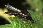 tachinus-rufipes2-foto-jas