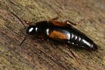 tachinus-subterraneus-foto-faasen