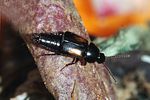 tachinus-subterraneus-foto-rindlisbacher