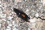 tachinus-subterraneus2-foto-rindlisbacher