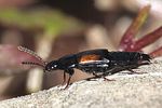 tachinus-subterraneus3-foto-rindlisbacher