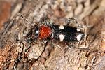 allonyx-quadrimaculatus2-foto-koehler