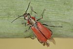 anthocomus-coccineus-foto-koehler