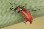 anthocomus-coccineus2-foto-koehler