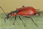 anthocomus-coccineus3-foto-koehler