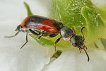 anthocomus-equestris-foto-koehler