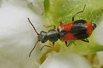 anthocomus-equestris2-foto-koehler
