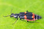 anthocomus-fasciatus-foto-fgrose