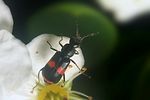 anthocomus-fasciatus-foto-koehler