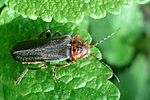 cantharis-annularis-foto-lartigau