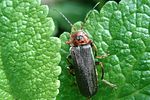 cantharis-annularis2-foto-lartigau