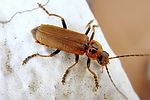 cantharis-coronata-foto-coelho
