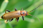 cantharis-coronata-foto-jacinto