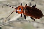 cantharis-coronata-foto-martinez