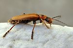 cantharis-coronata2-foto-coelho