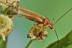 cantharis-cryptica-foto-koehler