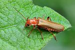 cantharis-cryptica-foto-swadzba