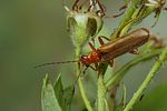 cantharis-cryptica3-foto-koehler