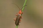 cantharis-cryptica3-foto-zimmermann