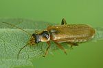 cantharis-decipiens-foto-auer
