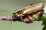 cantharis-decipiens-foto-faasen