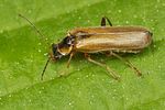 cantharis-decipiens-foto-koehler