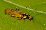 cantharis-decipiens-foto-rindlisbacher