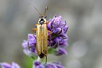 cantharis-decipiens-foto-vandam