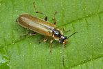 cantharis-decipiens2-foto-koehler