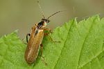 cantharis-decipiens3-foto-koehler