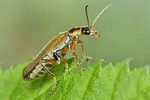 cantharis-decipiens4-foto-koehler